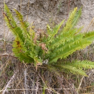 Blechnum nudum at Farrer Ridge - 25 Feb 2017 04:37 PM