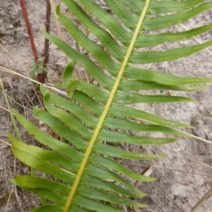 Blechnum nudum at Farrer Ridge - 25 Feb 2017 04:37 PM