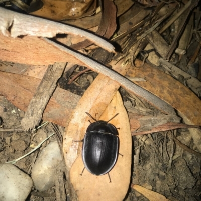 Pterohelaeus piceus (Pie-dish beetle) at Watson, ACT - 1 Mar 2017 by AaronClausen