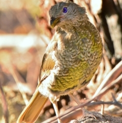 Ptilonorhynchus violaceus (Satin Bowerbird) at Fadden, ACT - 1 Mar 2017 by Jek