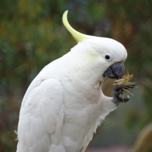 Cacatua galerita at Garran, ACT - 27 Jan 2017