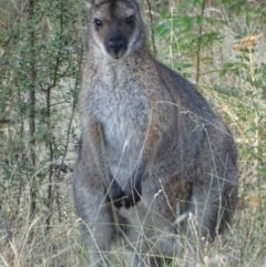 Notamacropus rufogriseus (Red-necked Wallaby) at Garran, ACT - 29 Jan 2017 by roymcd