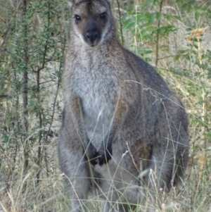 Notamacropus rufogriseus at Garran, ACT - 30 Jan 2017 07:59 AM