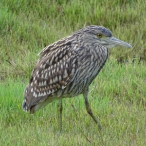 Nycticorax caledonicus at Fyshwick, ACT - 4 Feb 2017