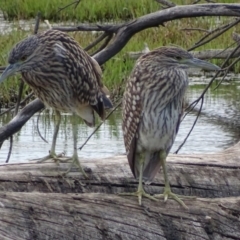 Nycticorax caledonicus at Fyshwick, ACT - 4 Feb 2017