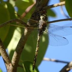 Anax papuensis at Red Hill, ACT - 15 Feb 2017