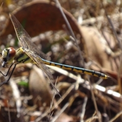 Hemicordulia tau at Red Hill, ACT - 20 Feb 2017