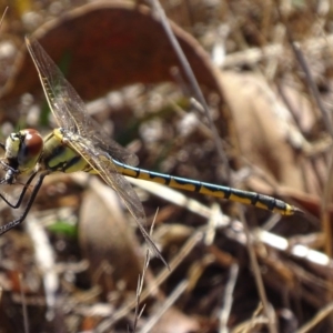 Hemicordulia tau at Red Hill, ACT - 20 Feb 2017