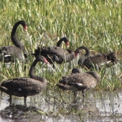 Cygnus atratus (Black Swan) at Wollogorang, NSW - 17 Feb 2017 by GeoffRobertson