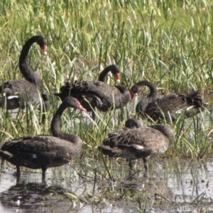 Cygnus atratus at Wollogorang, NSW - 18 Feb 2017