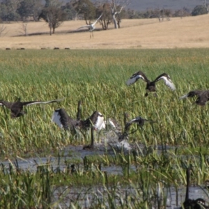 Cygnus atratus at Wollogorang, NSW - 18 Feb 2017