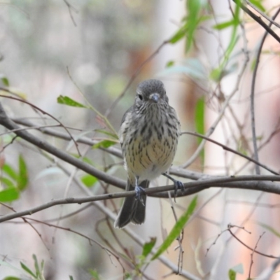 Pachycephala rufiventris (Rufous Whistler) at Paddys River, ACT - 1 Mar 2017 by Qwerty