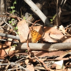 Geitoneura acantha (Ringed Xenica) at Paddys River, ACT - 28 Feb 2017 by Qwerty