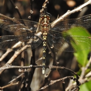 Synthemis eustalacta at Tennent, ACT - 2 Mar 2017