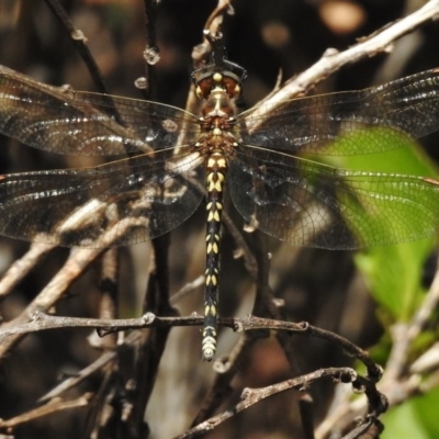 Synthemis eustalacta (Swamp Tigertail) at Tennent, ACT - 2 Mar 2017 by JohnBundock