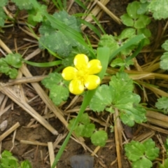 Ranunculus repens (Creeping Buttercup) at Pialligo, ACT - 2 Mar 2017 by JanetRussell
