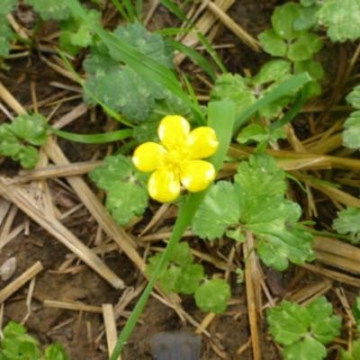 Ranunculus repens (Creeping Buttercup) at Pialligo, ACT - 1 Mar 2017 by JanetRussell