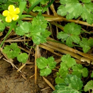 Ranunculus repens at Pialligo, ACT - 2 Mar 2017 10:24 AM