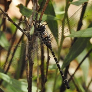 Austroaeschna multipunctata at Tennent, ACT - 2 Mar 2017