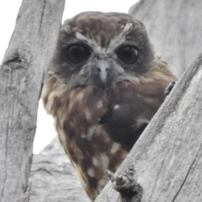 Ninox boobook (Southern Boobook) at Tennent, ACT - 1 Mar 2017 by JohnBundock