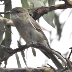 Pachycephala pectoralis (Golden Whistler) at Tennent, ACT - 2 Mar 2017 by JohnBundock