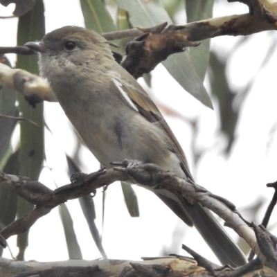 Pachycephala pectoralis (Golden Whistler) at Tennent, ACT - 2 Mar 2017 by JohnBundock