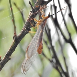 Nymphes myrmeleonoides at Tennent, ACT - 2 Mar 2017