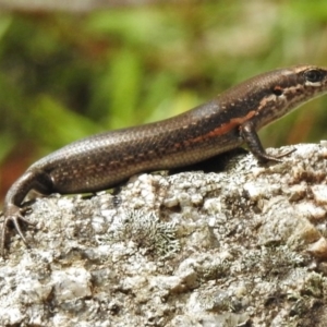 Pseudemoia entrecasteauxii at Tennent, ACT - 2 Mar 2017 12:05 PM