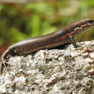 Pseudemoia entrecasteauxii (Woodland Tussock-skink) at Tennent, ACT - 2 Mar 2017 by JohnBundock