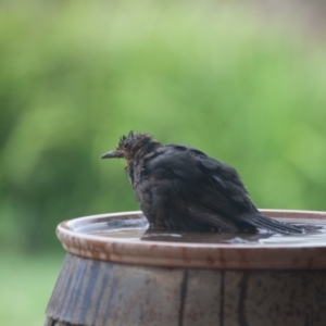 Turdus merula at Murrumbateman, NSW - 2 Mar 2017