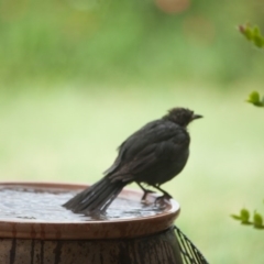 Turdus merula at Murrumbateman, NSW - 2 Mar 2017