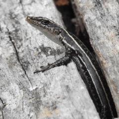 Pseudemoia spenceri (Spencer's Skink) at Tennent, ACT - 2 Mar 2017 by JohnBundock