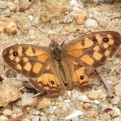 Geitoneura klugii (Marbled Xenica) at Tennent, ACT - 2 Mar 2017 by JohnBundock