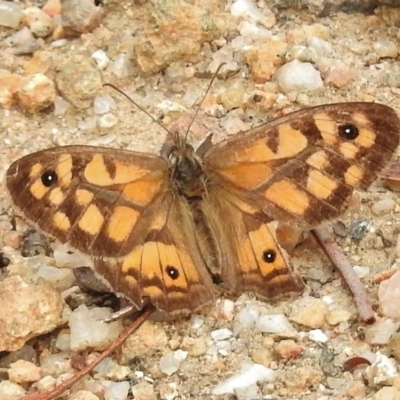 Geitoneura klugii (Marbled Xenica) at Tennent, ACT - 2 Mar 2017 by JohnBundock