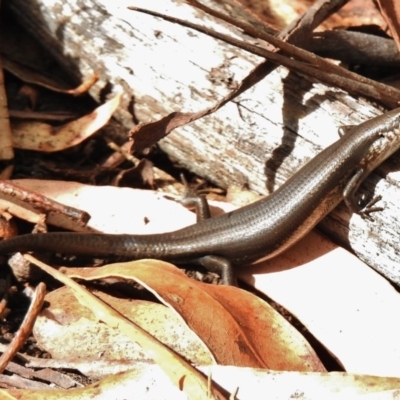 Pseudemoia entrecasteauxii (Woodland Tussock-skink) at Tennent, ACT - 2 Mar 2017 by JohnBundock