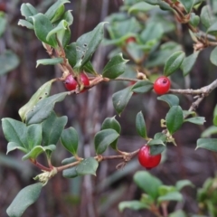 Coprosma hirtella (Currant Bush) at Tennent, ACT - 1 Mar 2017 by JohnBundock