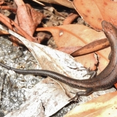 Pseudemoia entrecasteauxii (Woodland Tussock-skink) at Tennent, ACT - 2 Mar 2017 by JohnBundock