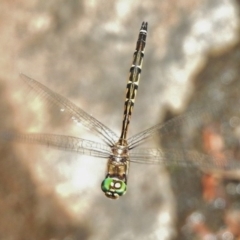 Hemicordulia australiae at Paddys River, ACT - 1 Mar 2017 02:24 PM