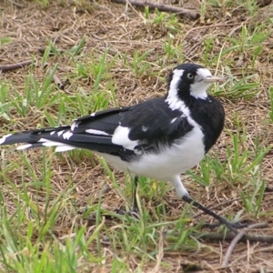 Grallina cyanoleuca at Greenway, ACT - 2 Mar 2017 12:40 PM