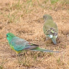 Psephotus haematonotus (Red-rumped Parrot) at Greenway, ACT - 2 Mar 2017 by MatthewFrawley