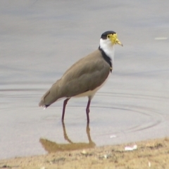 Vanellus miles (Masked Lapwing) at Greenway, ACT - 2 Mar 2017 by MatthewFrawley