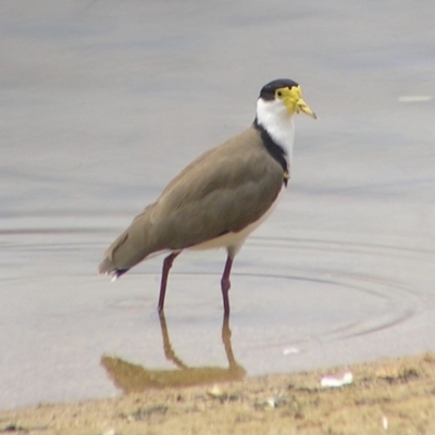 Vanellus miles (Masked Lapwing) at Greenway, ACT - 2 Mar 2017 by MatthewFrawley