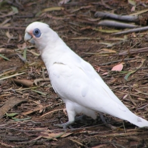 Cacatua sanguinea at Greenway, ACT - 2 Mar 2017