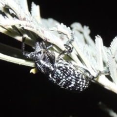 Chrysolopus spectabilis (Botany Bay Weevil) at Bonython, ACT - 2 Mar 2017 by MichaelBedingfield