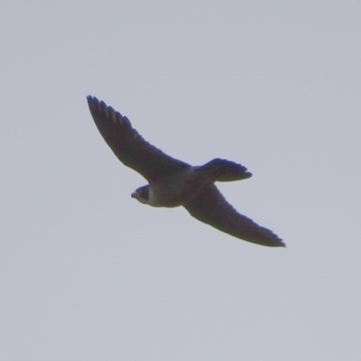 Falco peregrinus (Peregrine Falcon) at Symonston, ACT - 6 Dec 2016 by roymcd