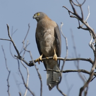 Tachyspiza fasciata (Brown Goshawk) at Mount Mugga Mugga - 30 Sep 2016 by roymcd