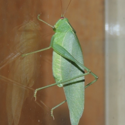 Caedicia simplex (Common Garden Katydid) at Conder, ACT - 28 Feb 2017 by michaelb