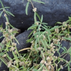 Alternanthera denticulata (Lesser Joyweed) at Paddys River, ACT - 25 Feb 2017 by michaelb