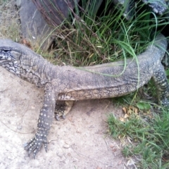 Varanus rosenbergi (Heath or Rosenberg's Monitor) at Canberra Airport, ACT - 19 Dec 2016 by jerzh