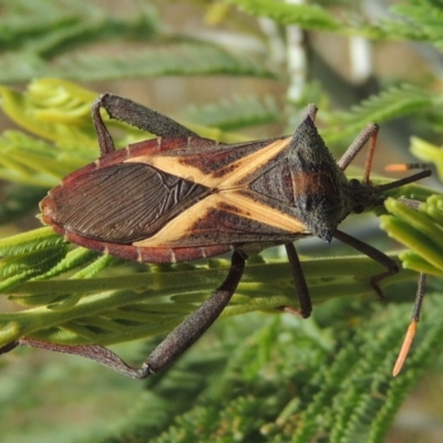 Mictis profana (Crusader Bug) at Paddys River, ACT - 26 Feb 2017 by michaelb